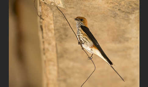 Maidschwalbe (Cecropis abyssinica)