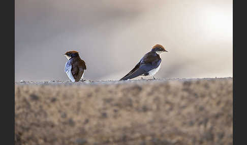 Rotkappenschwalbe (Hirundo smithii)