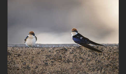 Rotkappenschwalbe (Hirundo smithii)