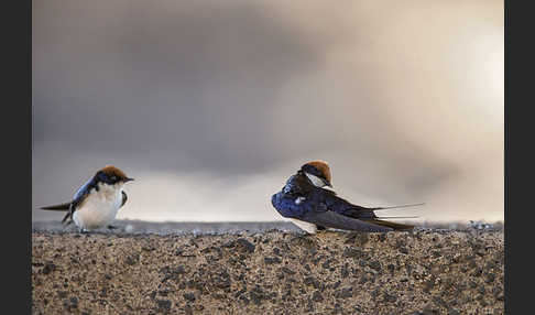 Rotkappenschwalbe (Hirundo smithii)