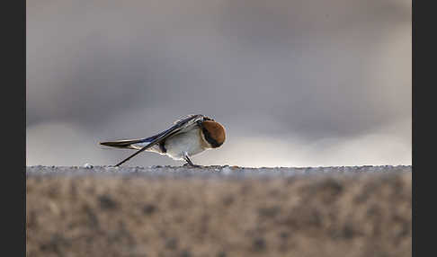 Rotkappenschwalbe (Hirundo smithii)