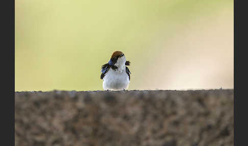 Rotkappenschwalbe (Hirundo smithii)