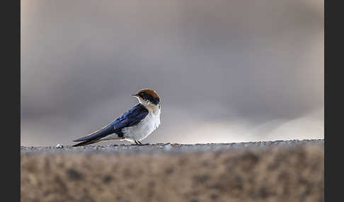 Rotkappenschwalbe (Hirundo smithii)