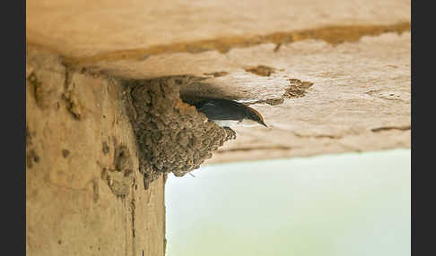 Rotkappenschwalbe (Hirundo smithii)