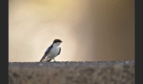 Rotkappenschwalbe (Hirundo smithii)