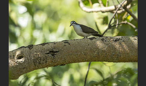 Tamburintaube (Turtur tympanistria)