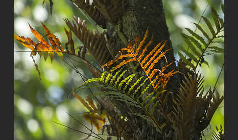 Aethiopien (Ethiopia)