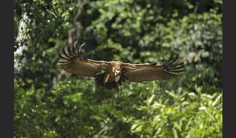 Weißrückengeier (Gyps africanus)