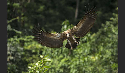 Weißrückengeier (Gyps africanus)