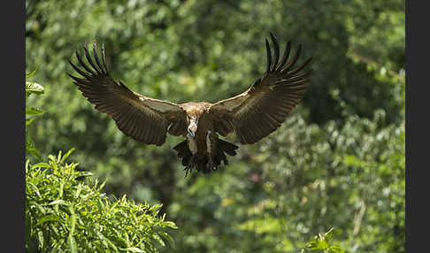 Weißrückengeier (Gyps africanus)