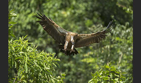 Weißrückengeier (Gyps africanus)