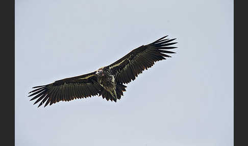 Ohrengeier (Aegypius tracheliotus)