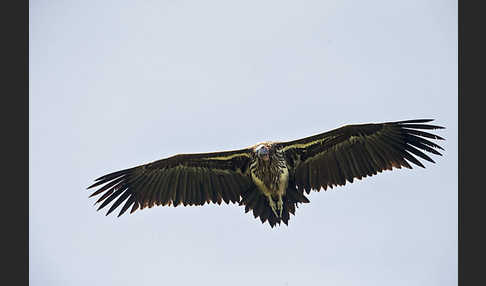 Ohrengeier (Aegypius tracheliotus)