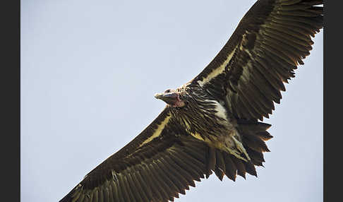 Ohrengeier (Aegypius tracheliotus)