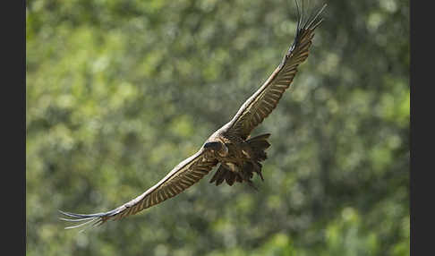 Weißrückengeier (Gyps africanus)