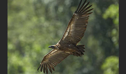 Weißrückengeier (Gyps africanus)