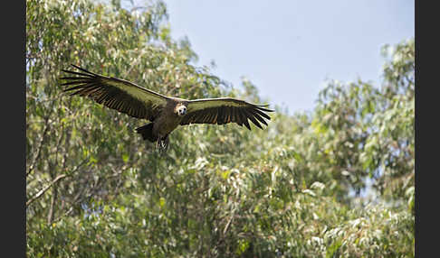 Weißrückengeier (Gyps africanus)