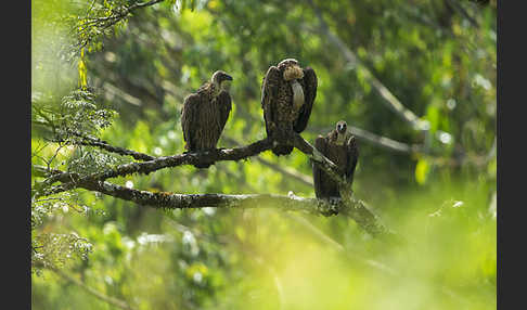 Weißrückengeier (Gyps africanus)