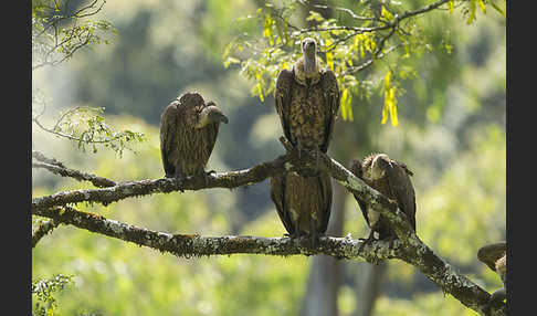 Weißrückengeier (Gyps africanus)