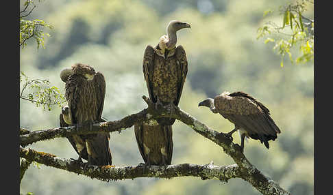 Weißrückengeier (Gyps africanus)