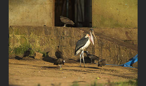 Erzrabe (Corvus crassirostris)