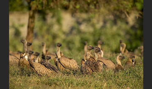 Weißrückengeier (Gyps africanus)