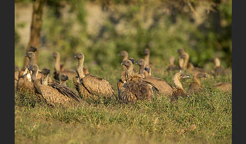 Weißrückengeier (Gyps africanus)