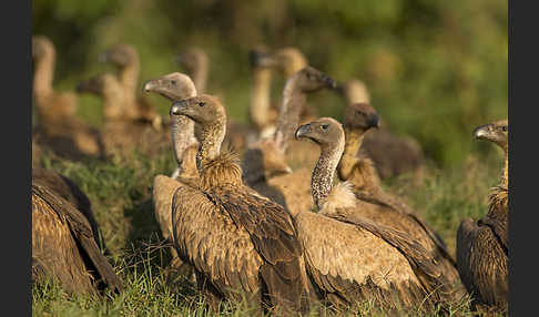 Weißrückengeier (Gyps africanus)