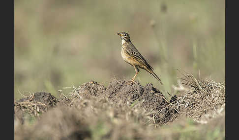 Zimtspornpieper (Anthus cinnamomeus)