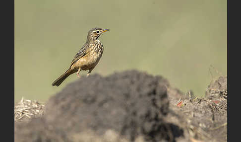 Zimtspornpieper (Anthus cinnamomeus)