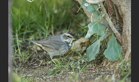 Rotsterniges Blaukehlchen (Luscinia svecica svecica)