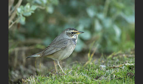 Rotsterniges Blaukehlchen (Luscinia svecica svecica)