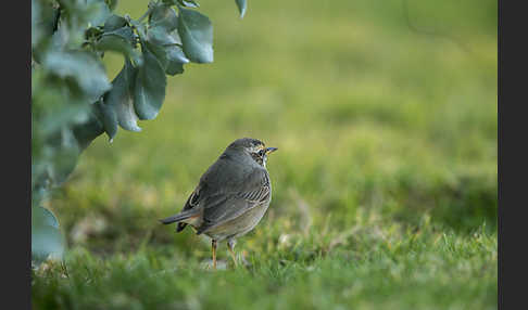 Rotsterniges Blaukehlchen (Luscinia svecica svecica)