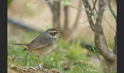 Rotsterniges Blaukehlchen (Luscinia svecica svecica)