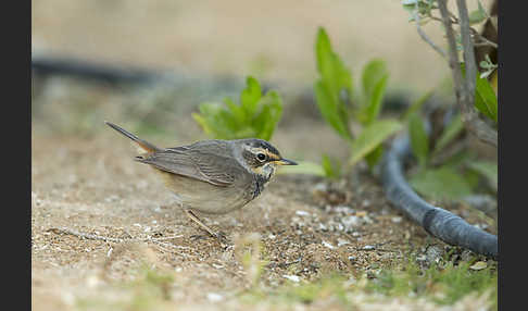 Rotsterniges Blaukehlchen (Luscinia svecica svecica)