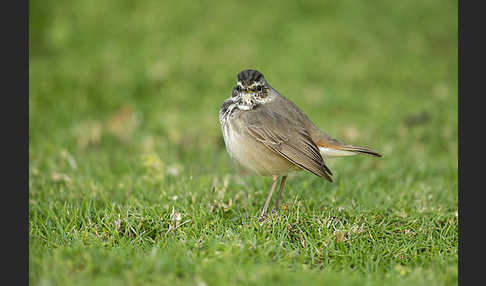 Rotsterniges Blaukehlchen (Luscinia svecica svecica)