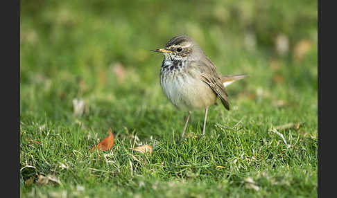 Rotsterniges Blaukehlchen (Luscinia svecica svecica)