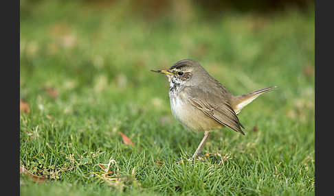 Rotsterniges Blaukehlchen (Luscinia svecica svecica)