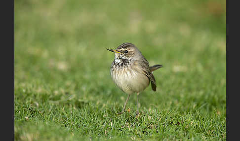 Rotsterniges Blaukehlchen (Luscinia svecica svecica)