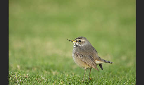 Rotsterniges Blaukehlchen (Luscinia svecica svecica)