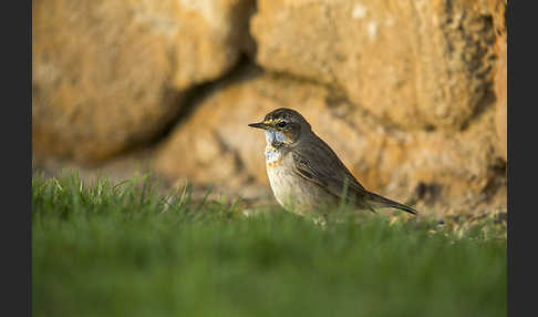 Rotsterniges Blaukehlchen (Luscinia svecica svecica)