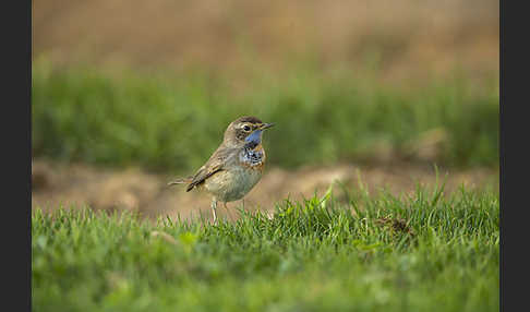 Rotsterniges Blaukehlchen (Luscinia svecica svecica)