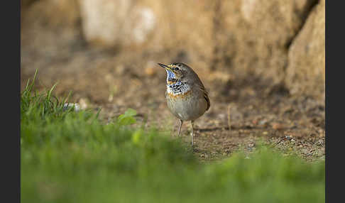 Rotsterniges Blaukehlchen (Luscinia svecica svecica)