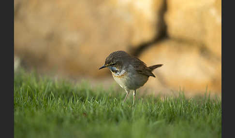 Rotsterniges Blaukehlchen (Luscinia svecica svecica)