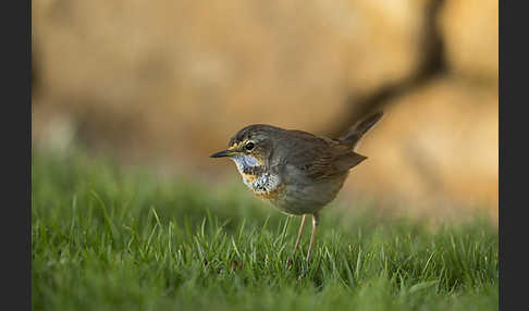 Rotsterniges Blaukehlchen (Luscinia svecica svecica)