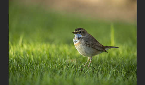 Rotsterniges Blaukehlchen (Luscinia svecica svecica)