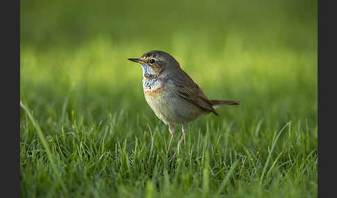 Rotsterniges Blaukehlchen (Luscinia svecica svecica)