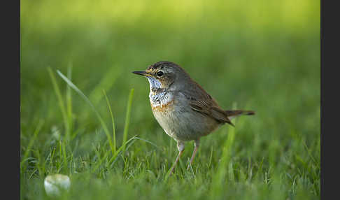 Rotsterniges Blaukehlchen (Luscinia svecica svecica)