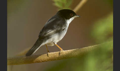 Samtkopfgrasmücke (Sylvia melanocephala)