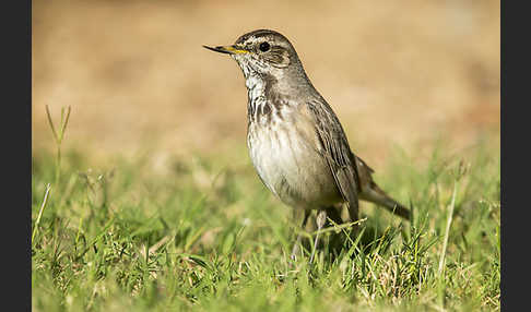 Rotsterniges Blaukehlchen (Luscinia svecica svecica)